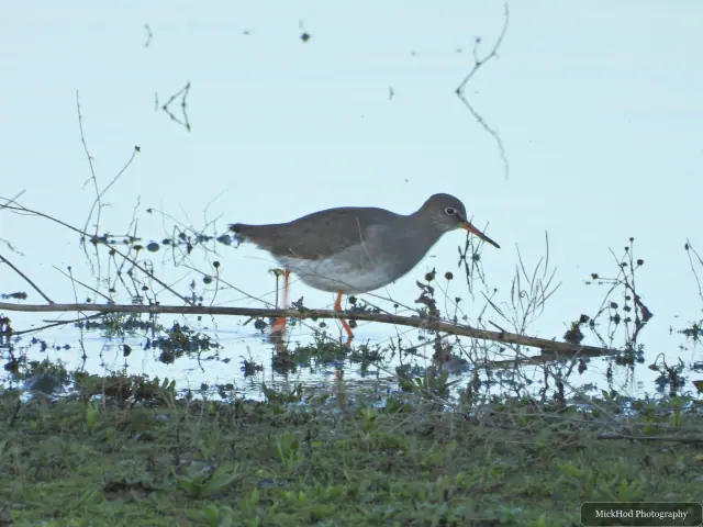 A redshank searches for food along the water's edge at North Cave Wetlands.