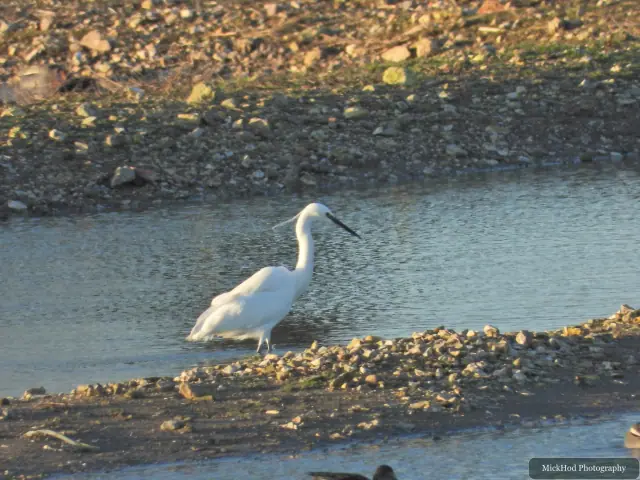 A little egret searches for food along the water's edge at North Cave Wetlands.