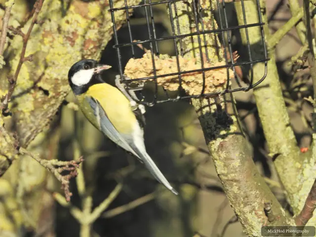 A great tit visits a garden feeder at Northcave Wetlands.