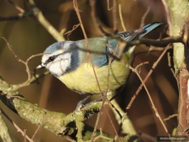 A blue tit visits a garden feeder at Northcave Wetlands.