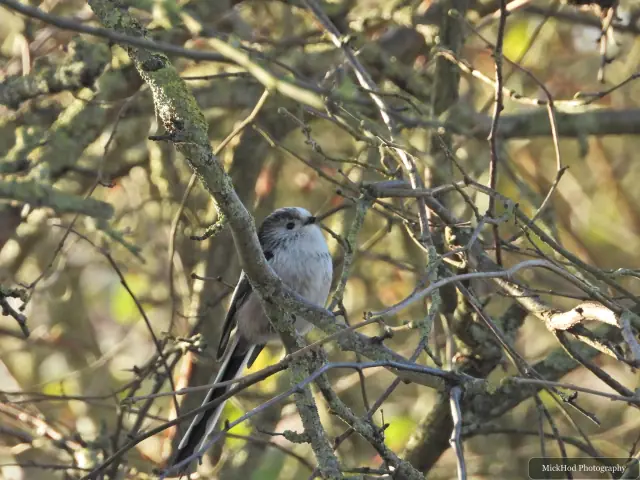 A Long-tailed Tit pauses among the bare branches at Northcave Wetlands.