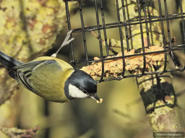 A great tit visits a garden feeder at Northcave Wetlands.