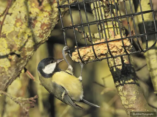 A great tit visits a garden feeder at Northcave Wetlands.