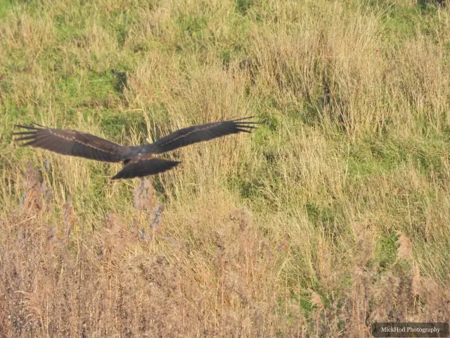 A Marsh Harrier glides low over the reedbed at Northcave Wetlands.