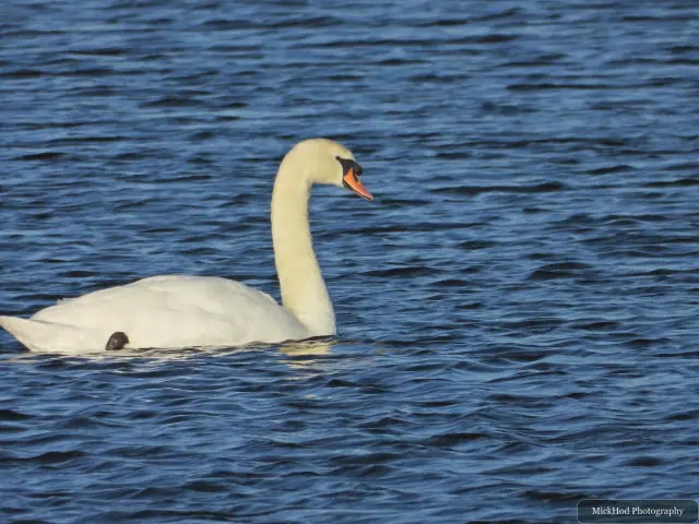 A mute swan swims or rests on the water at Northcave Wetlands.