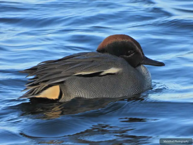A Eurasian Teal swims across the water at Northcave Wetlands.