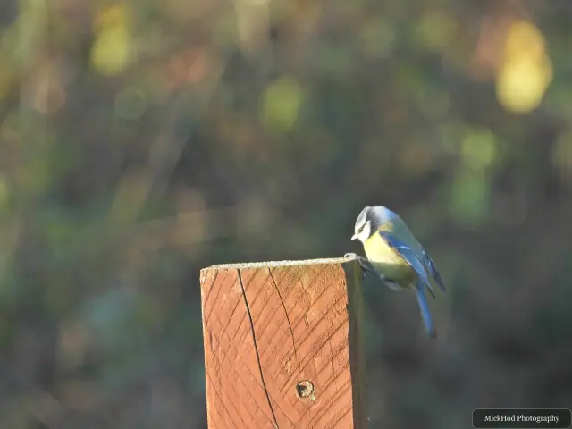 A blue tit visits a garden feeder at Northcave Wetlands.