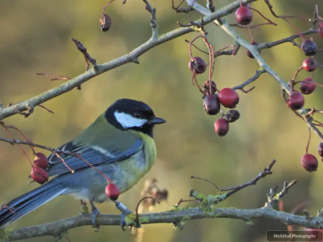 A blue tit visits a garden feeder at Northcave Wetlands.