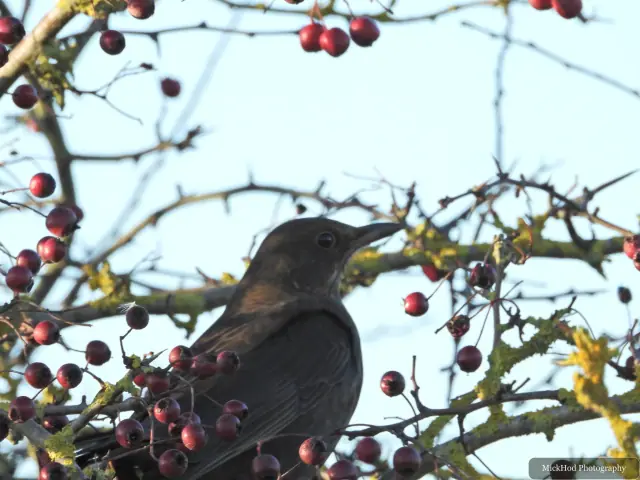 A common blackbird forages among the woodland branches or leaf litter at Northcave Wetlands.