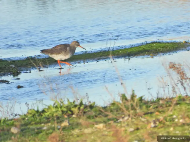 A redshank searches for food along the water's edge at Northcave Wetlands.