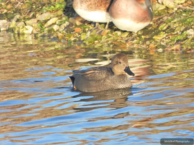 A Gadwall swims on the water at Northcave Wetlands.