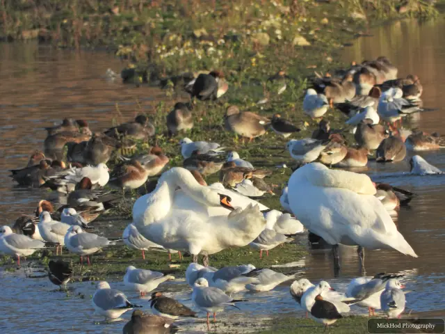 A greylag goose swims or rests on the water at Northcave Wetlands.