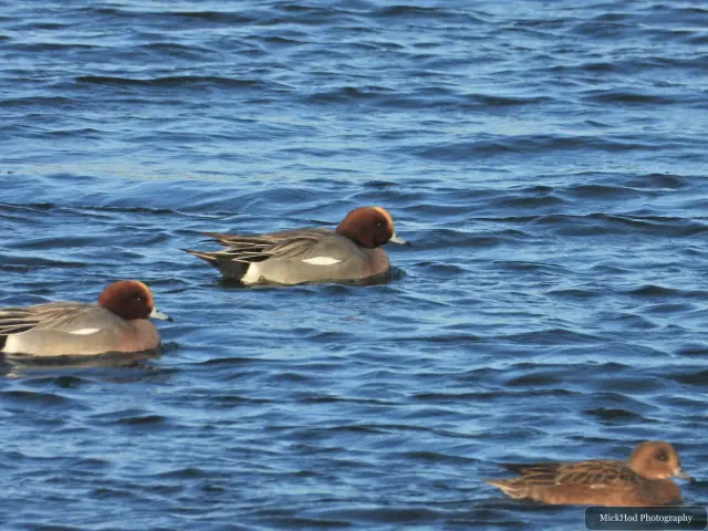 A common pochard swims or rests on the water at Northcave Wetlands.