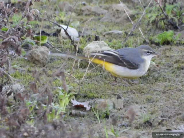 A Grey Wagtail searches for food along the wetland margin.