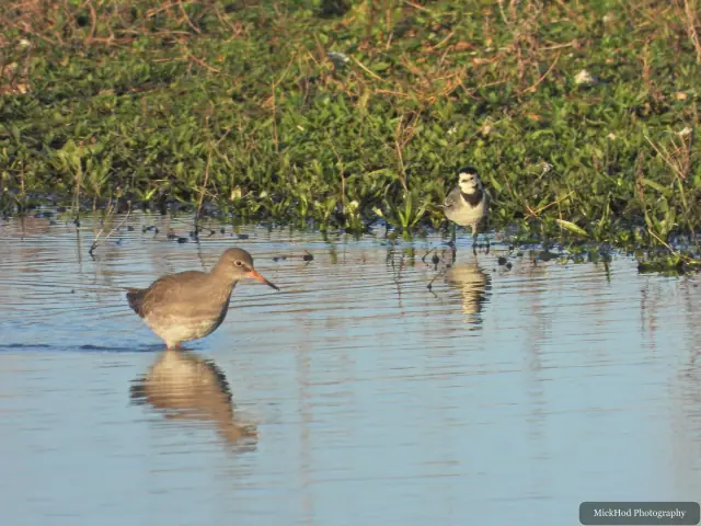 A redshank searches for food along the water's edge at Northcave Wetlands.