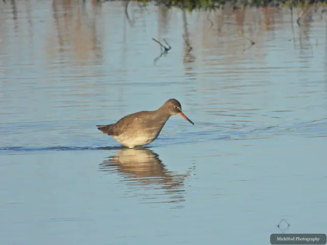 A redshank searches for food along the water's edge at Northcave Wetlands.