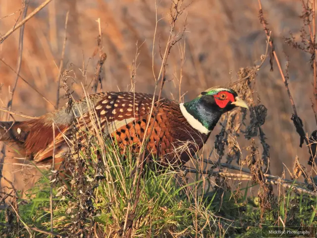 A common pheasant is seen at Northcave Wetlands.