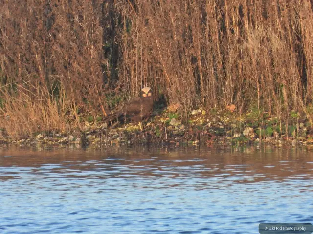 A Marsh Harrier rests at the water’s edge beside the reedbed at Northcave Wetlands.
