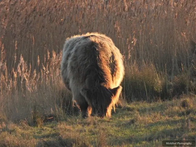 A Highland cow grazes among the reeds at Northcave Wetlands.