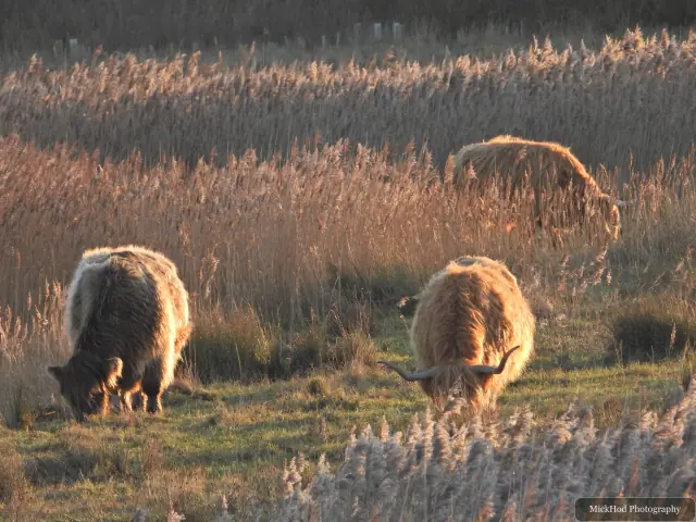 Two Highland cattle graze in the wetland grass.