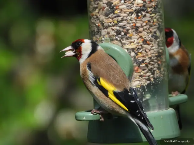 Photographed at RSPB Dearne Valley Old Moor: European Goldfinch.