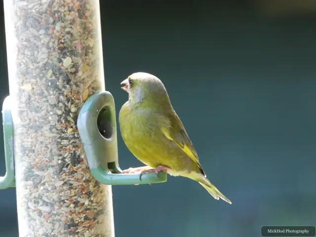 Photographed at RSPB Dearne Valley Old Moor: European Greenfinch.