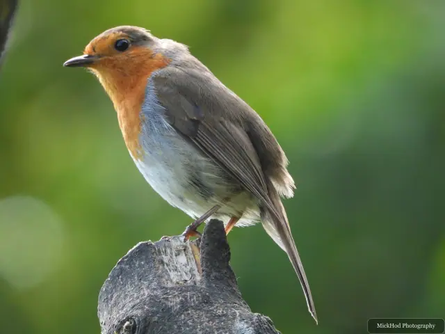 European Robin, seen at RSPB Dearne Valley Old Moor.