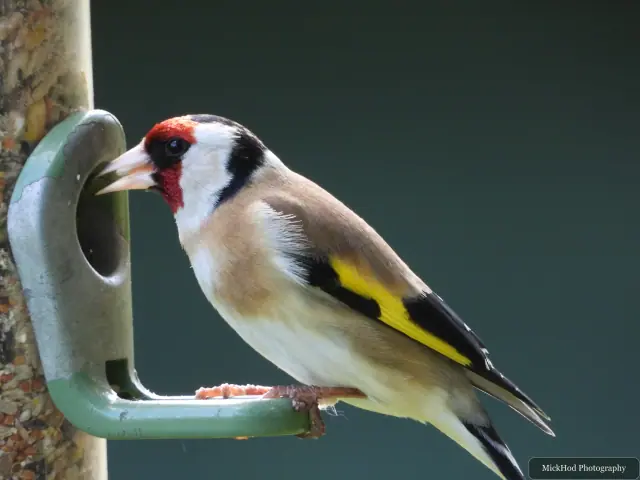 European Goldfinch, seen at RSPB Dearne Valley Old Moor.