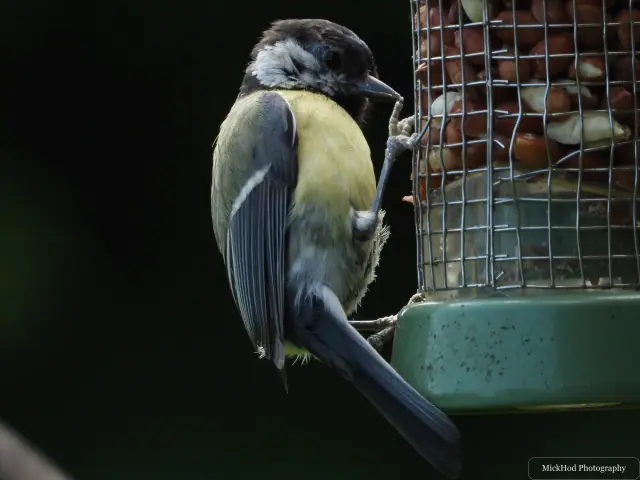 Photographed at RSPB Dearne Valley Old Moor: Great Tit.