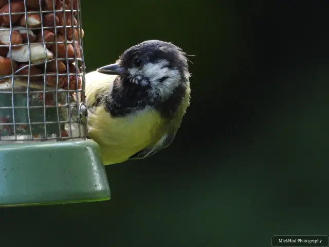 At RSPB Dearne Valley Old Moor: Great Tit.