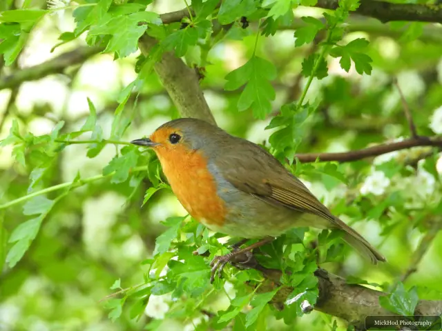 European Robin at RSPB Dearne Valley Old Moor.
