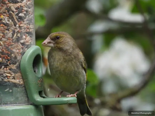 At RSPB Dearne Valley Old Moor: European Greenfinch.