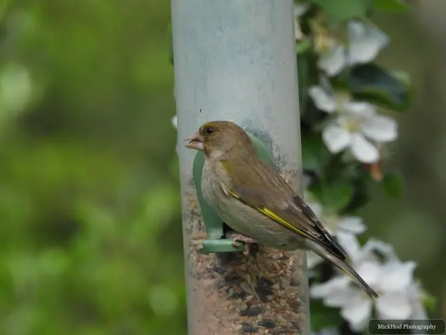 European Greenfinch at RSPB Dearne Valley Old Moor.