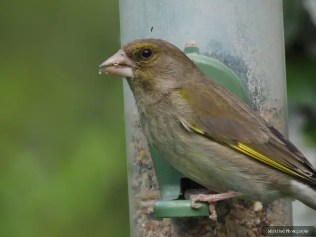 Photographed at RSPB Dearne Valley Old Moor: European Greenfinch.