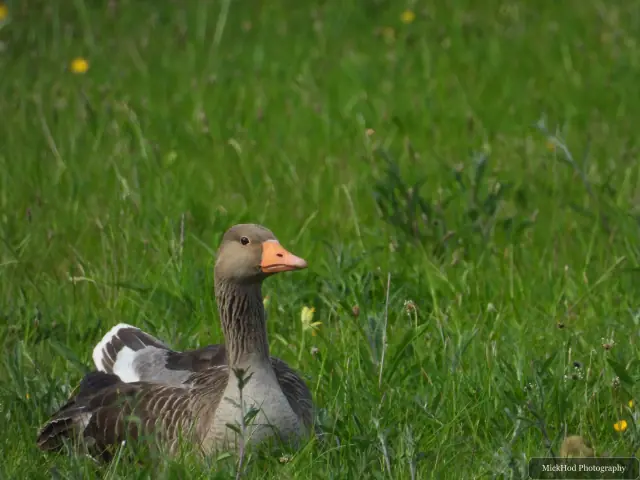 Greylag Goose at RSPB Dearne Valley Old Moor.