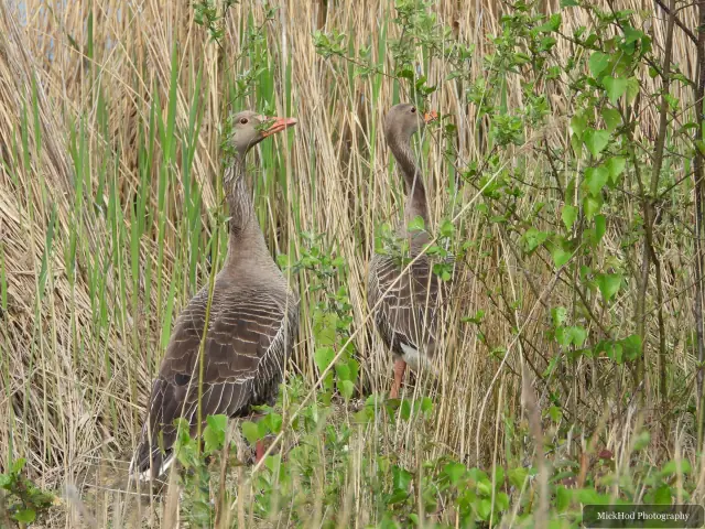 Photographed at RSPB Dearne Valley Old Moor: Grey Heron.