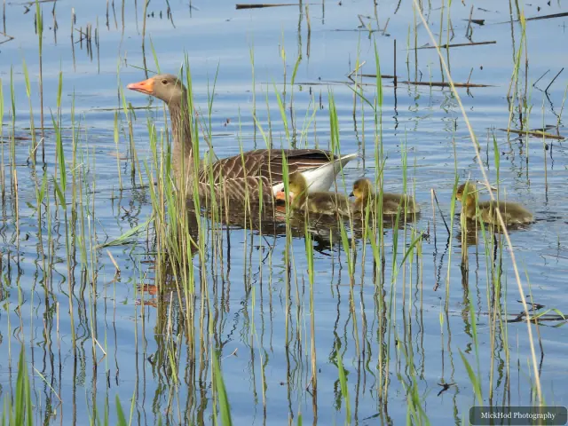 At RSPB Dearne Valley Old Moor: Canada Goose with goslings.
