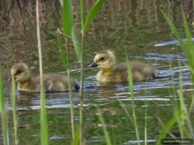 Canada Goose gosling at RSPB Dearne Valley Old Moor.