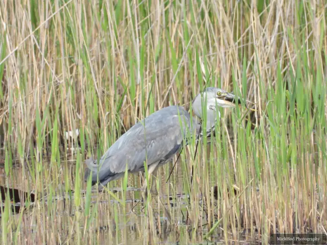 Grey Heron at RSPB Dearne Valley Old Moor.