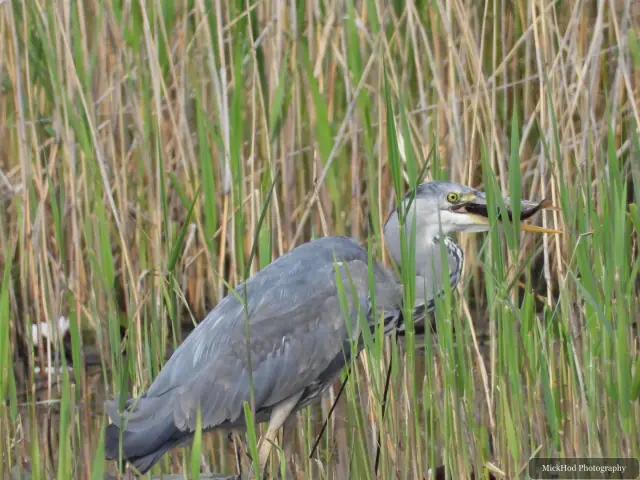Photographed at RSPB Dearne Valley Old Moor: Grey Heron.