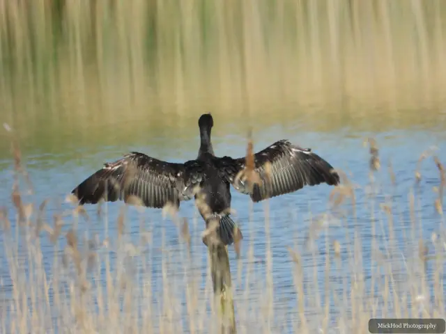 Great Cormorant, seen at RSPB Dearne Valley Old Moor.
