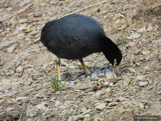 Eurasian Coot, seen at RSPB Dearne Valley Old Moor.