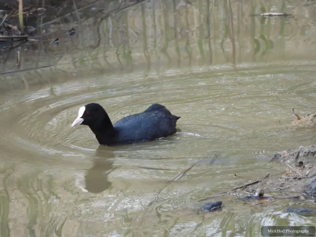 Photographed at RSPB Dearne Valley Old Moor: Eurasian Coot.