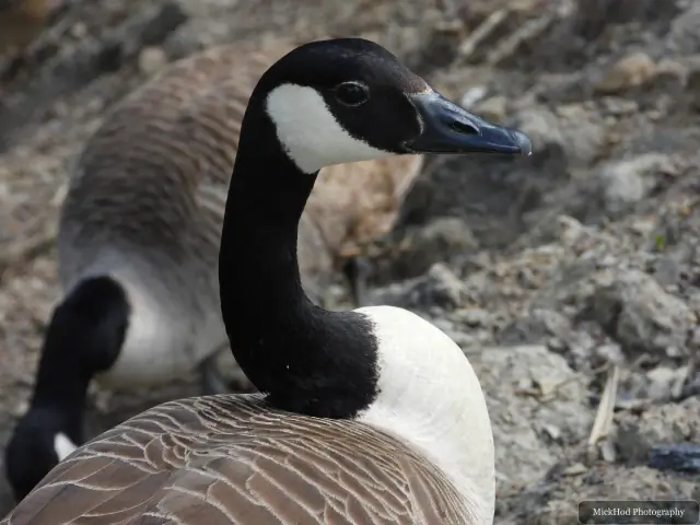 Canada Goose, seen at RSPB Dearne Valley Old Moor.