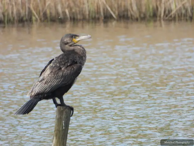 Photographed at RSPB Dearne Valley Old Moor: Great Cormorant.