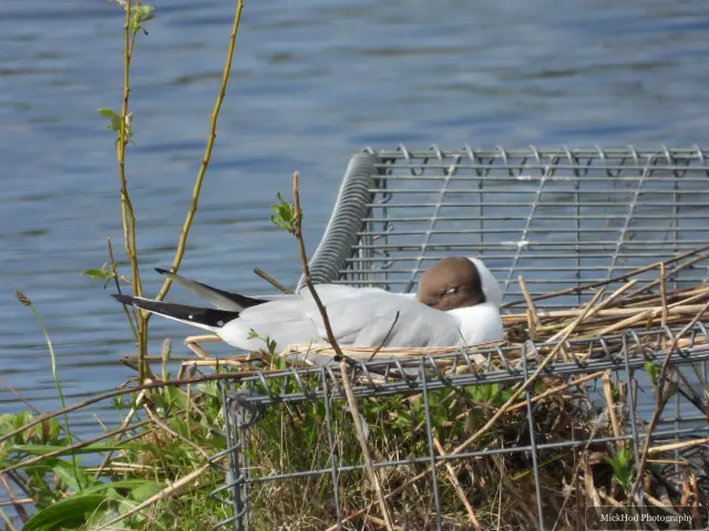 A Black-headed Gull at RSPB Dearne Valley Old Moor.