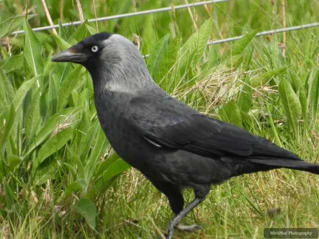 Jackdaw, seen at RSPB Dearne Valley Old Moor.