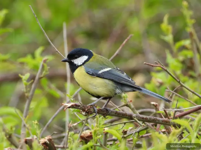 A Great Tit photographed at RSPB Fairburn Ings, seen in its habitat during the visit.