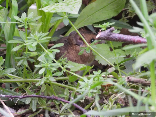 A Wood Mouse peeks through the leaves: a lovely surprise while bird spotting.