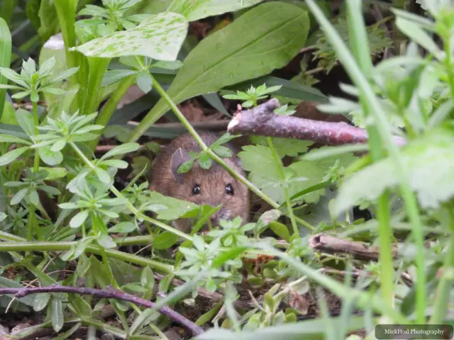 A Wood Mouse peeks through the leaves: a lovely surprise while bird spotting.